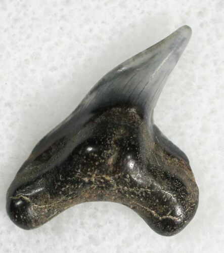 Fossil Tiger Shark Tooth - Virginia #28223